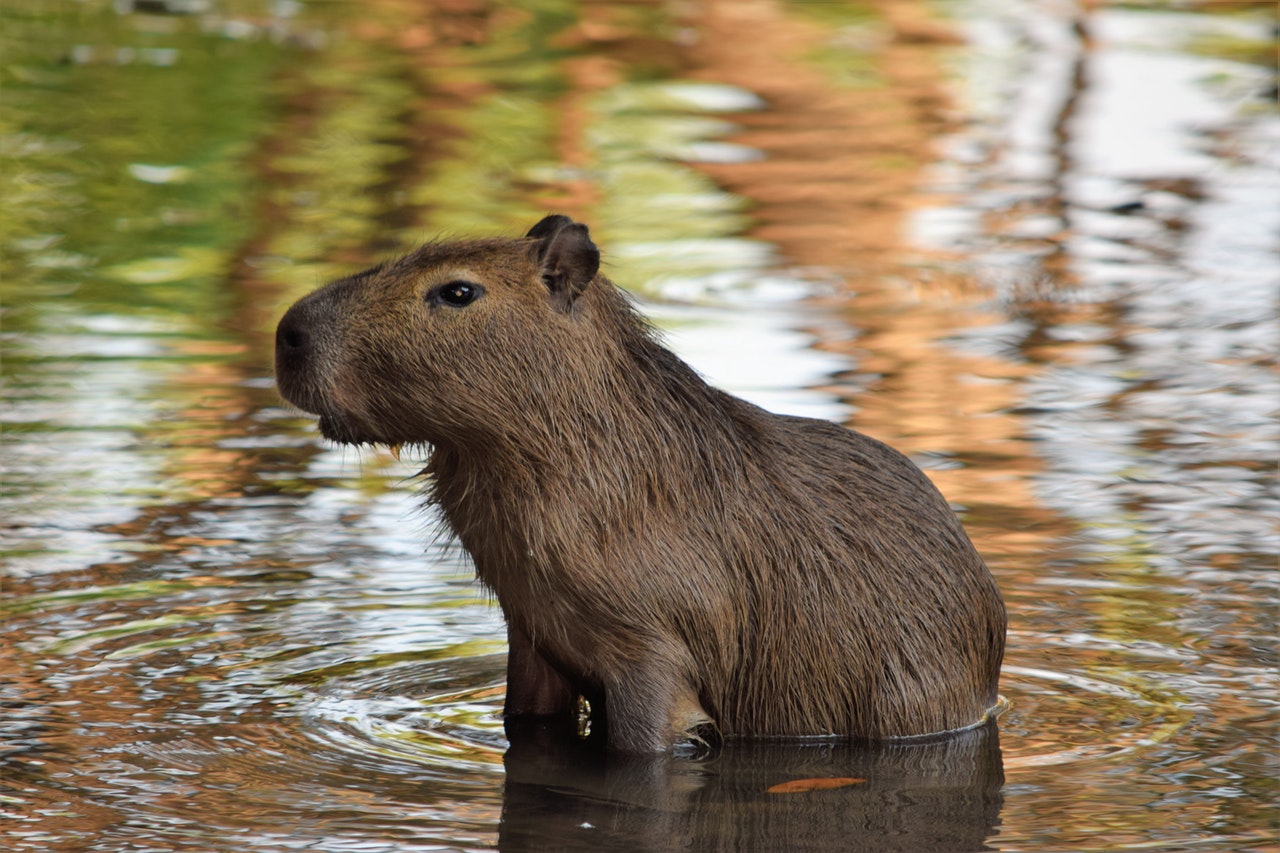 Kapybara se cítí nejlépe ve vodě. Během léta tráví většinu dne ve vodě.